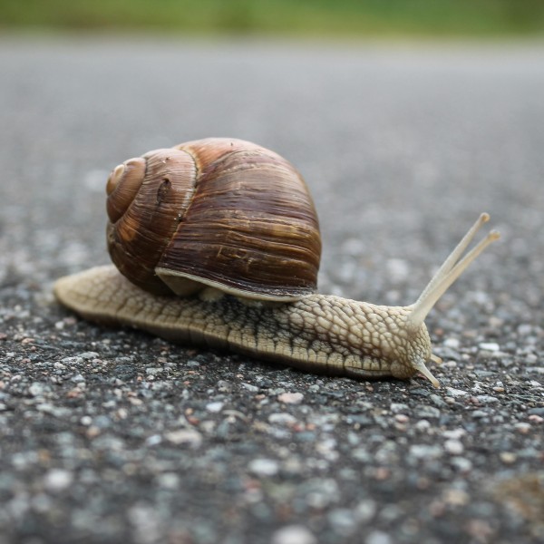 De waarde van vertragen