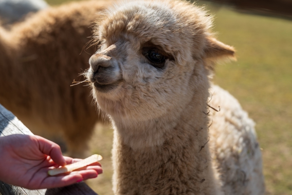 High tea tussen alpaca's voor jonge mantelzorgers